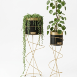 NIH plants are in elegant cylindrical matte black pots with a stunning gold metallic band near the top rim.