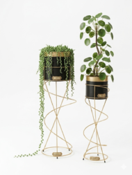 NIH plants are in elegant cylindrical matte black pots with a stunning gold metallic band near the top rim.
